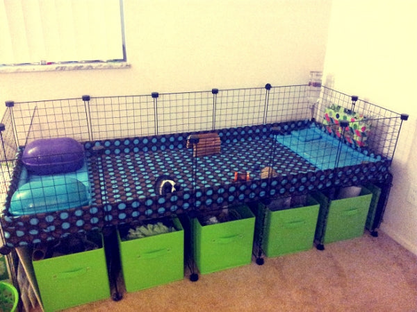Photo Gallery – Guinea Pigs Australia