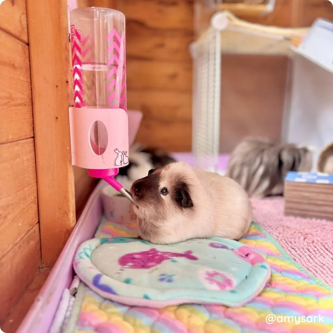 Classic Zig Zag Water Bottle 600ml (Large)