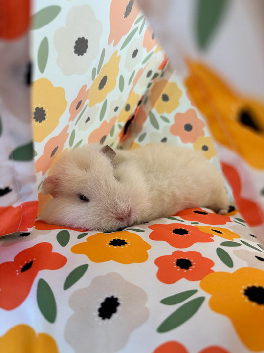 Guinea Pig Resting