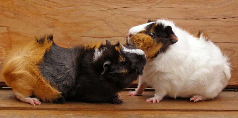 Fashion introducing two male guinea pigs