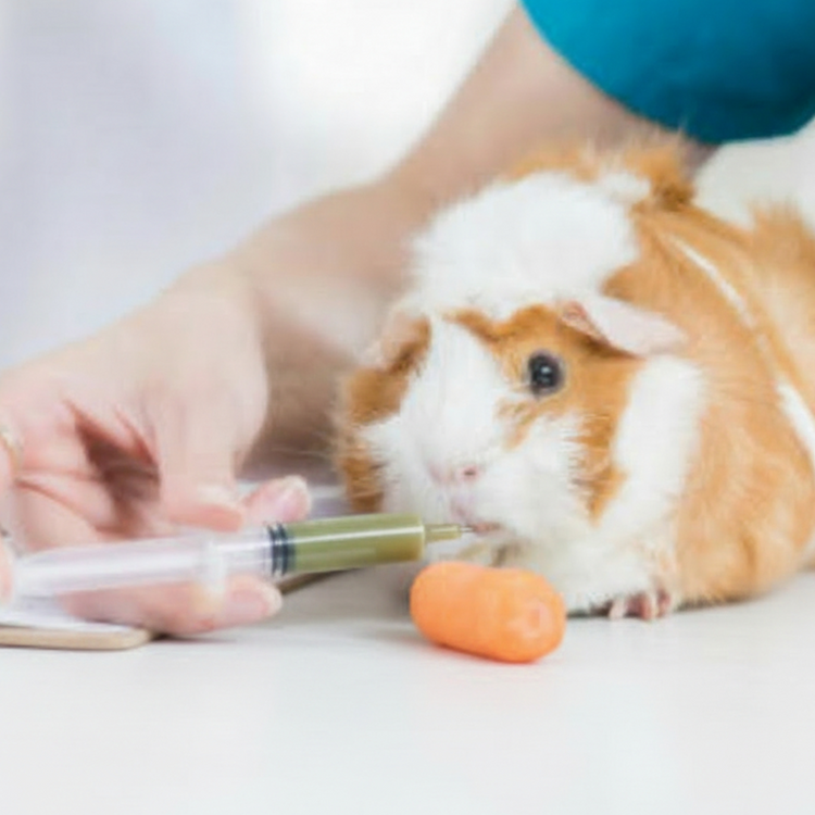 Photo inspiration: Health Care Chart For Guinea Pigs Photo Inspiration