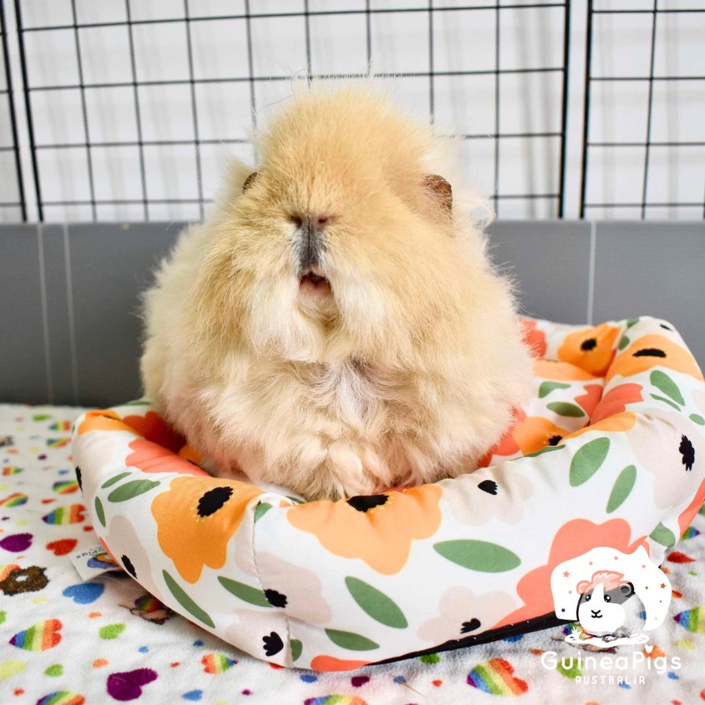 fluffy guinea pig in a flower bed