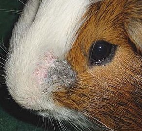 Parasites Skin Conditions in Guinea Pigs Guinea Pigs Australia