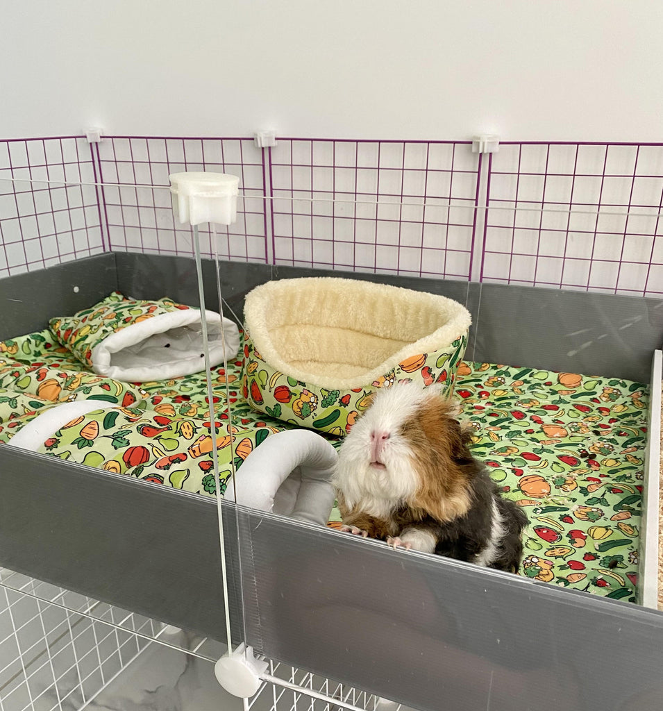 guinea pig looking out window