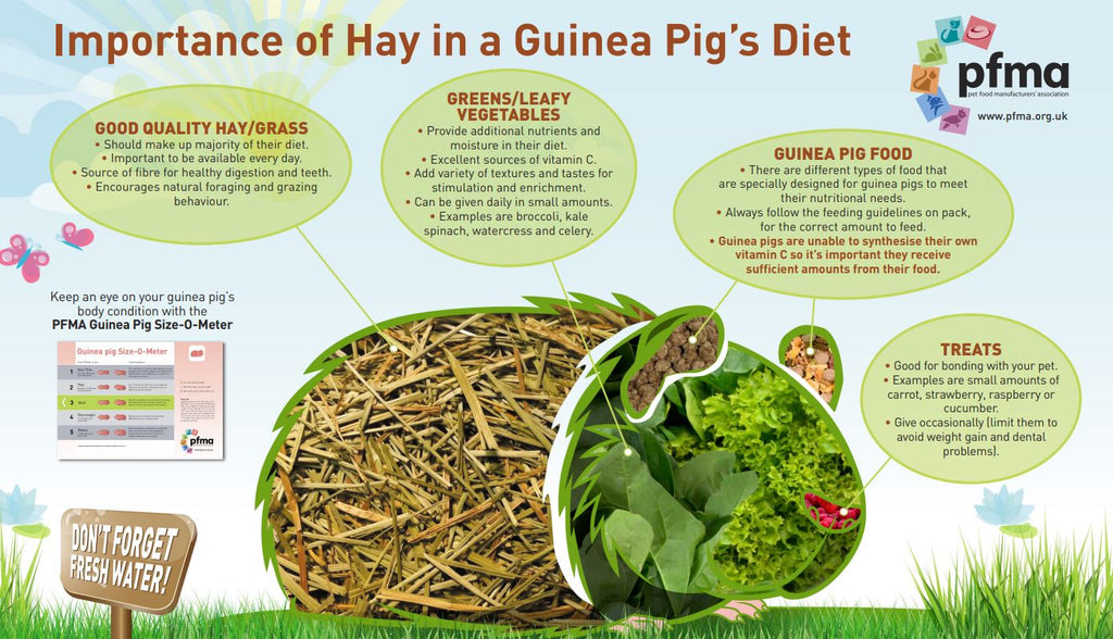 Feeding Your Guinea Pigs Hay | Guinea Pigs Australia