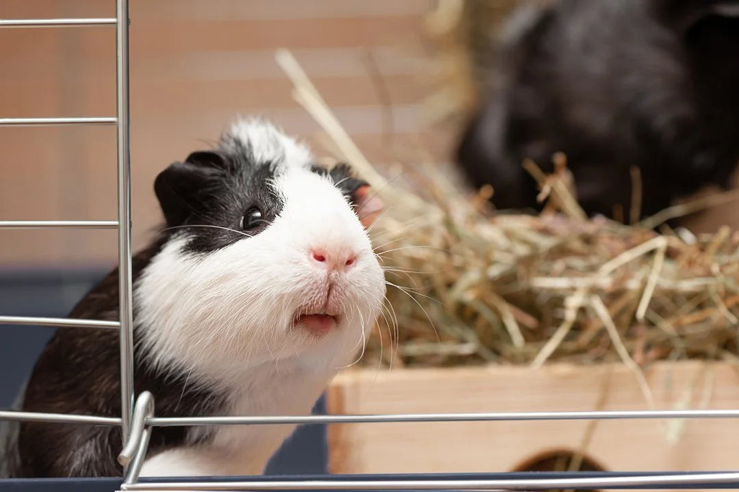 Guinea Pig Cage Location Indoor or Outdoor Guinea Pigs Australia