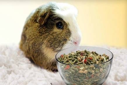 Guinea pig with museli