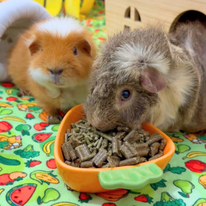Guinea Pig Pellets | Guinea Pigs Australia - Guinea Pig Hay Vs Pellets