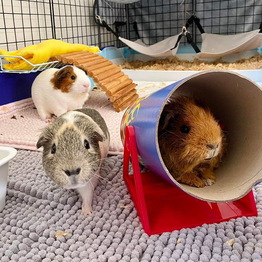 Guinea pigs in play tunnel with accessories