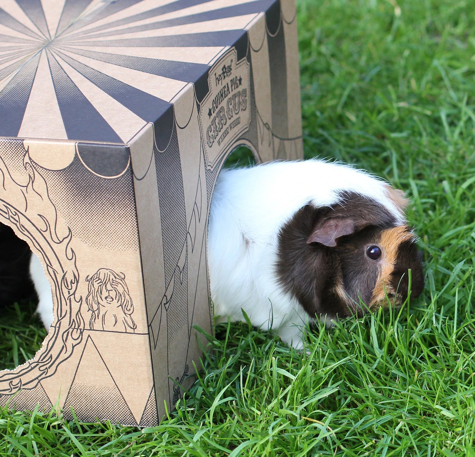 What is the difference between a hamster and a guinea pig? – HAYPIGS