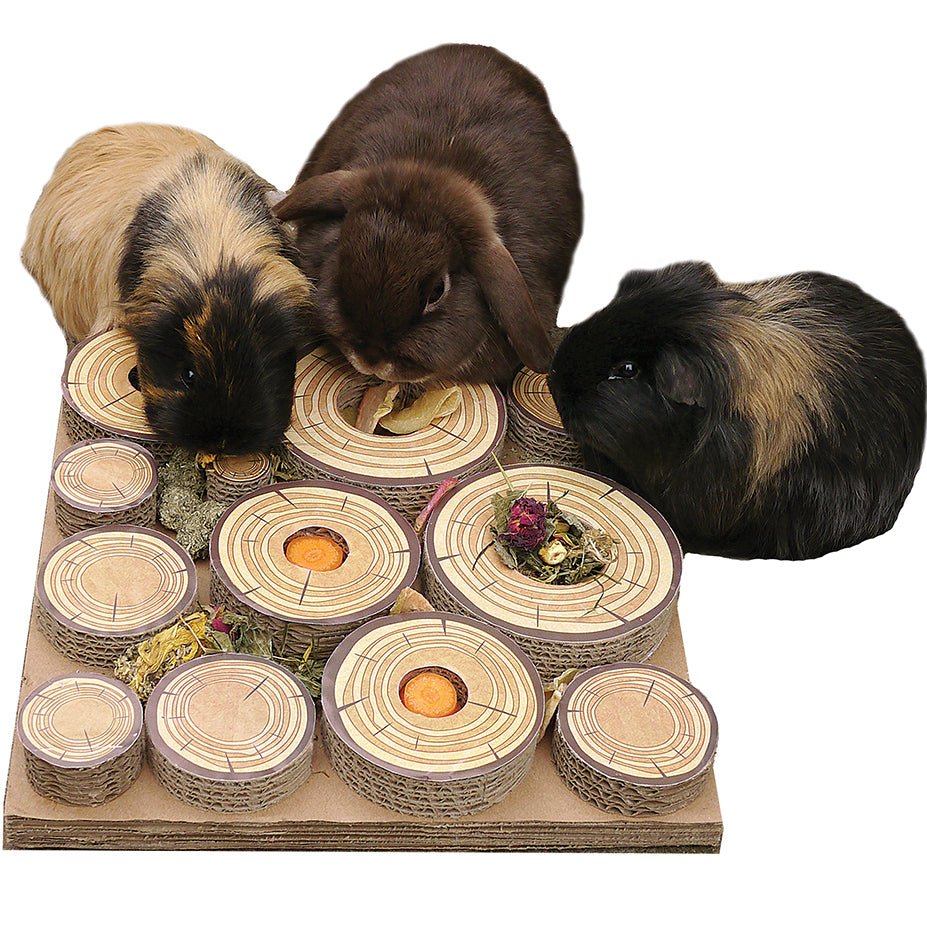 Guinea Pig Pets Toys And Stimulation photo