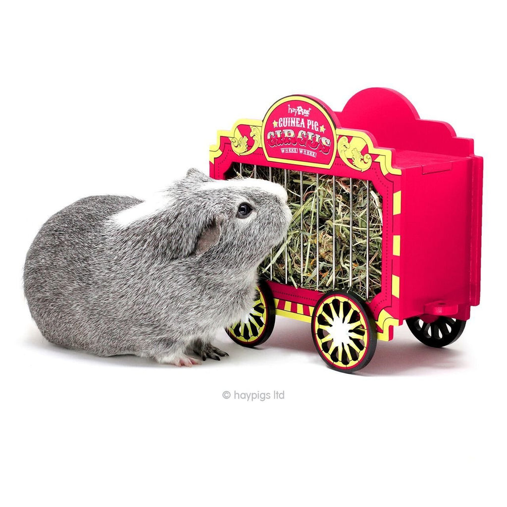 Wheek Wagon - Hay Hooper by HAYPIGS!® - Guinea Pigs Australia